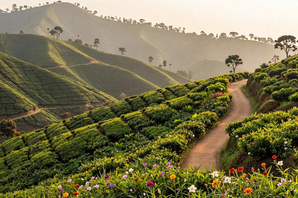 Lush green tea plantations on misty hills in Sri Lanka's central highlands near Nuwara Eliya